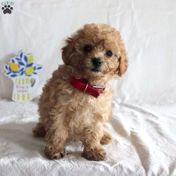 Abe, Cavapoo Puppy
